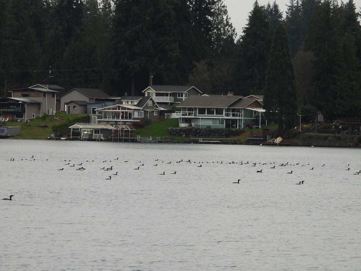 morčák velký - ML646701661