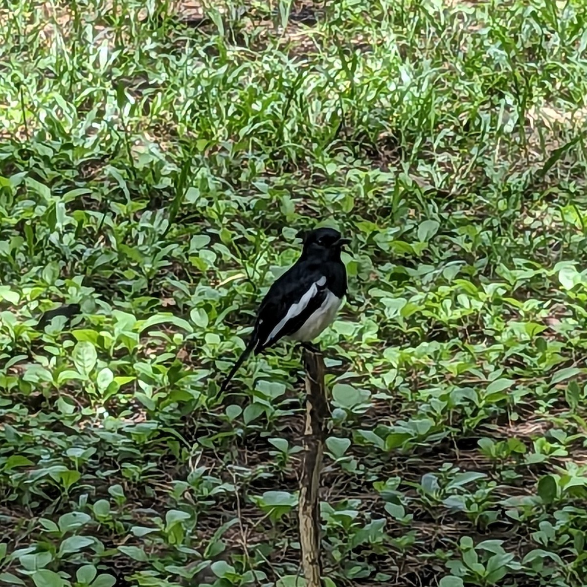 Oriental Magpie-Robin - ML646701663