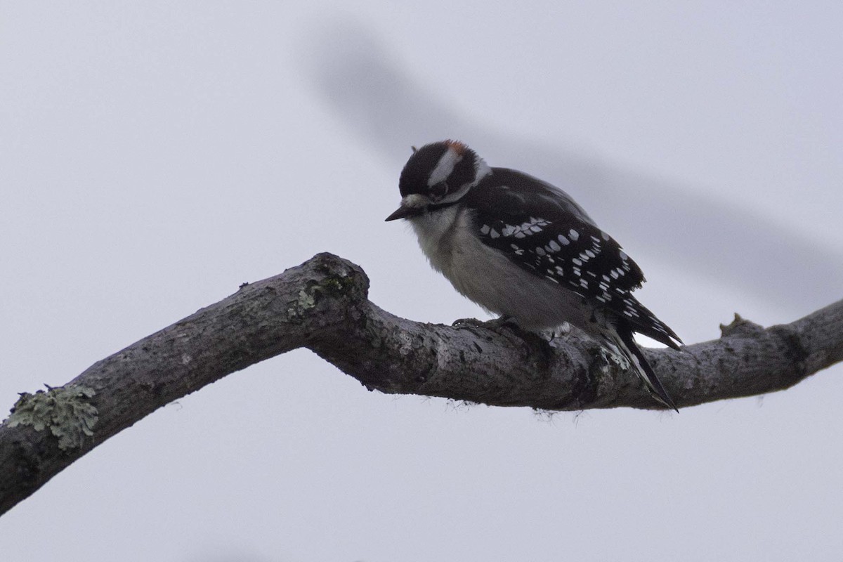Downy Woodpecker - ML646701664