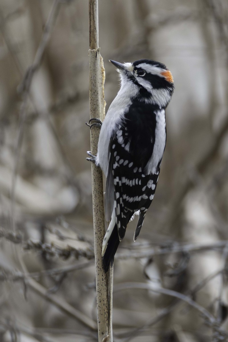 Downy Woodpecker - ML646701665