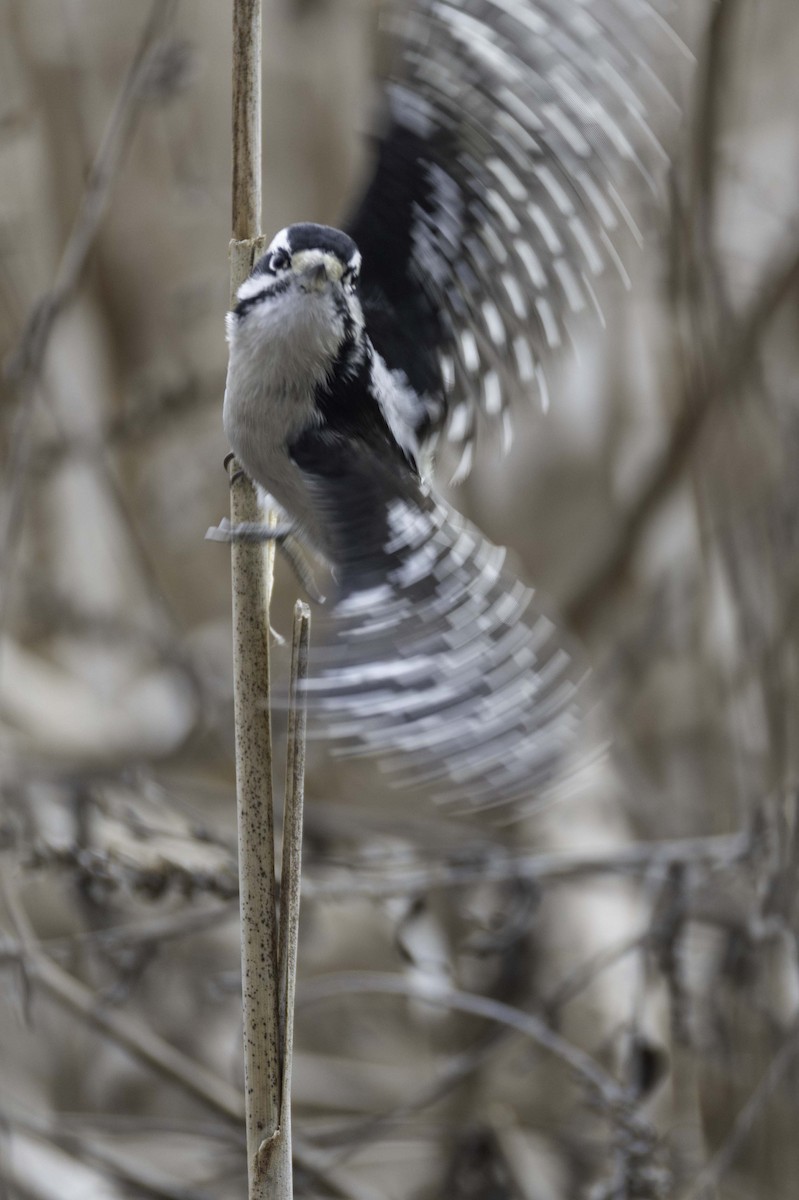 Downy Woodpecker - ML646701666