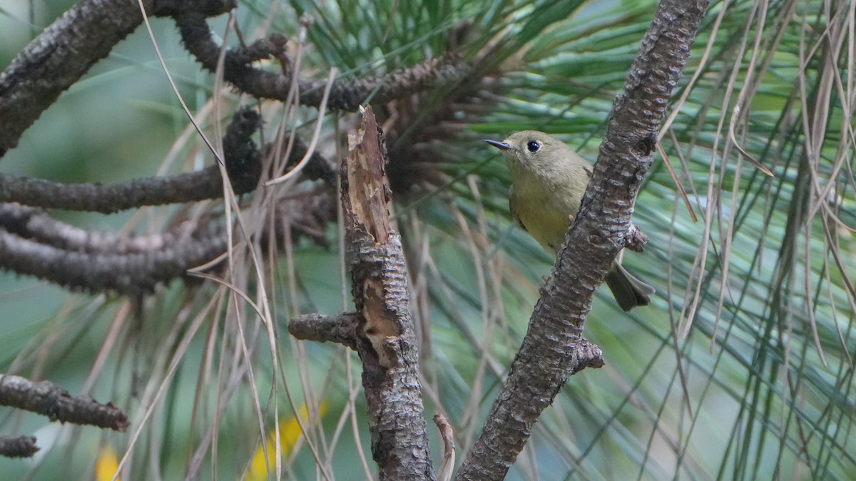 Ruby-crowned Kinglet - ML646701667