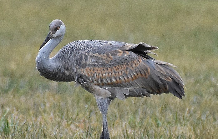 Канадский журавль - ML646701669