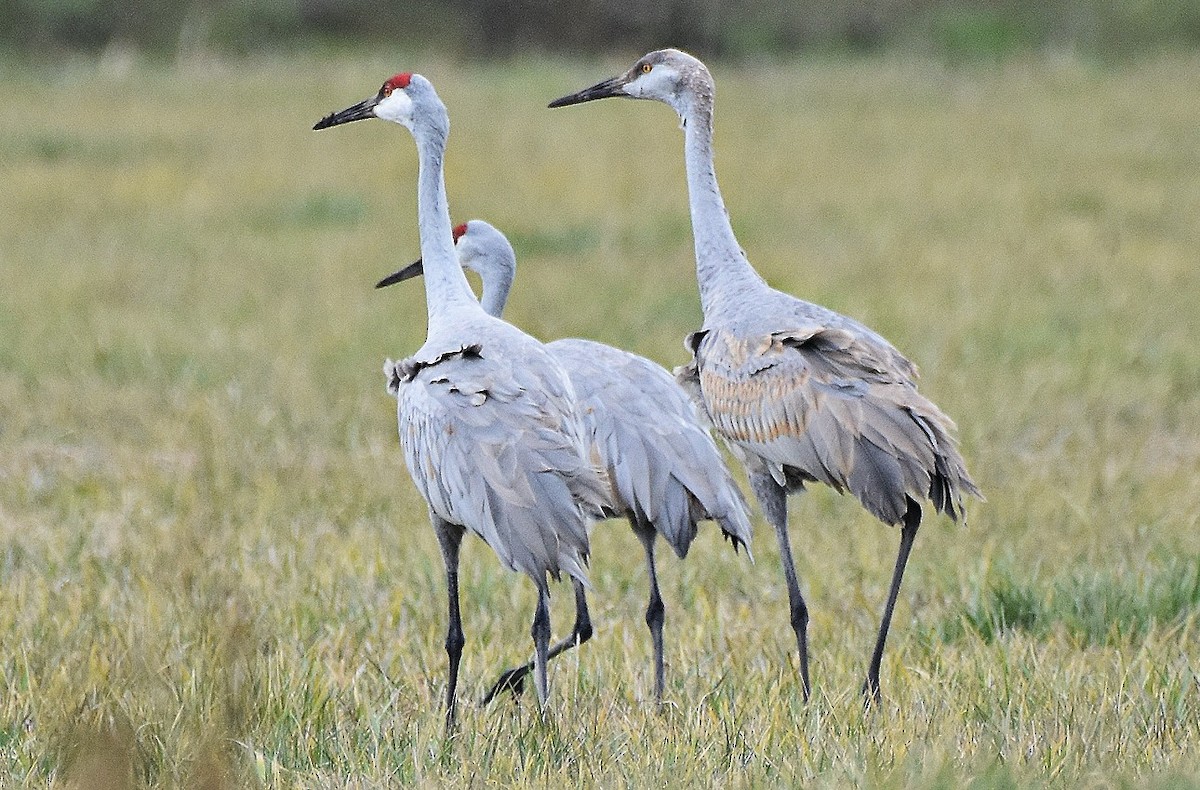Канадский журавль - ML646701670