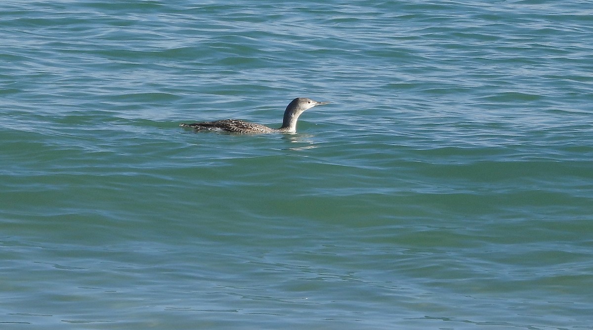 Kızıl Gerdanlı Dalgıç - ML646701671