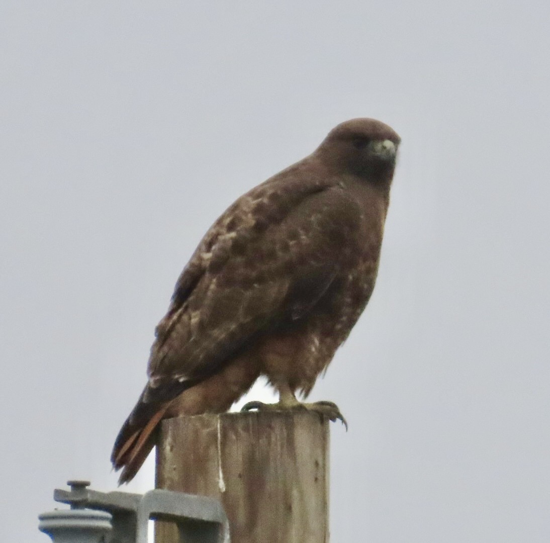 Канюк неоарктичний - ML646701675