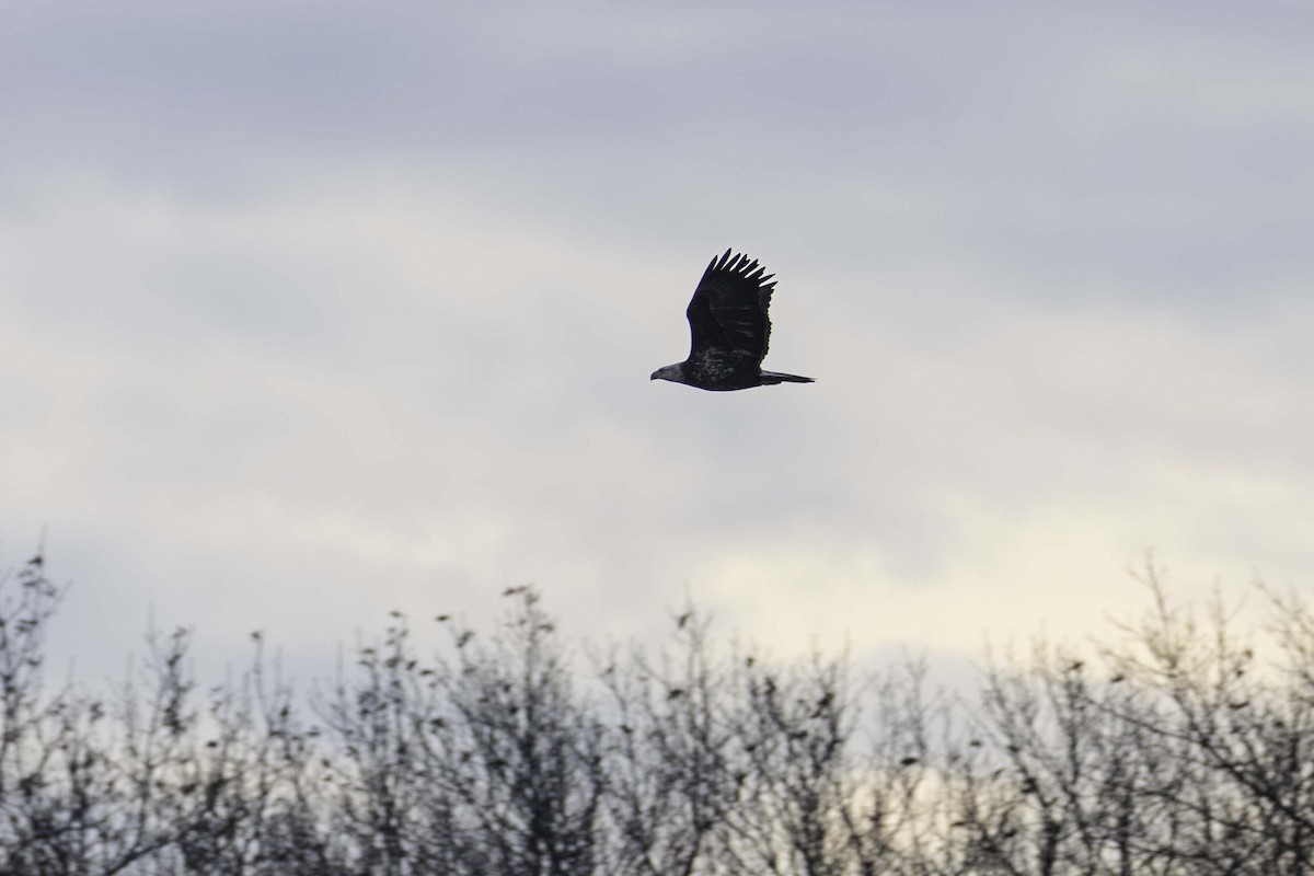 Bald Eagle - ML646701677