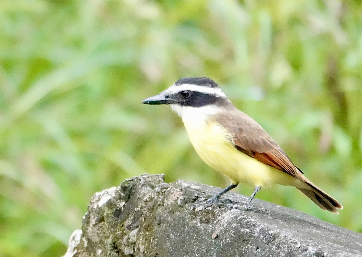 Great Kiskadee - ML646701678