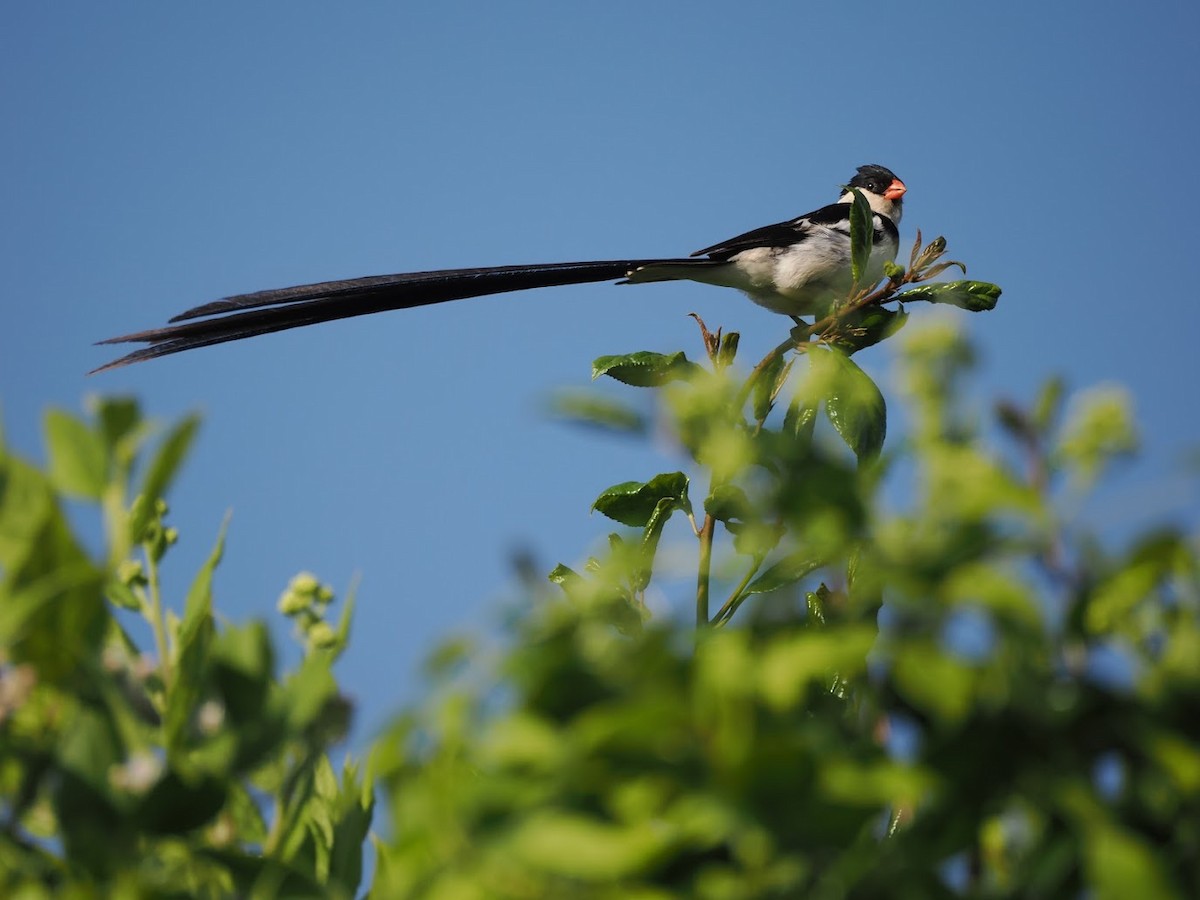 Dominikanerwitwe - ML646701685