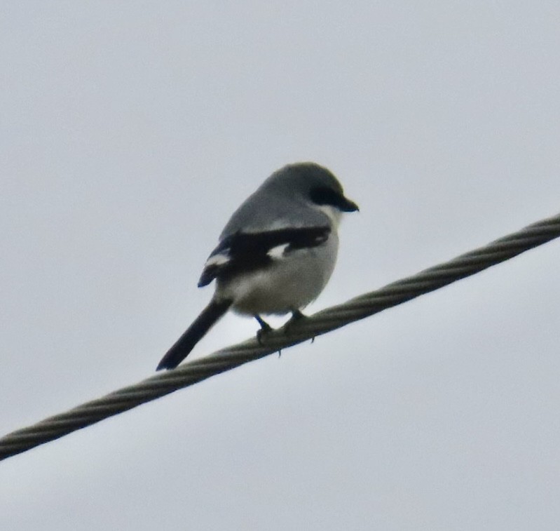 Сорокопуд американський - ML646701686