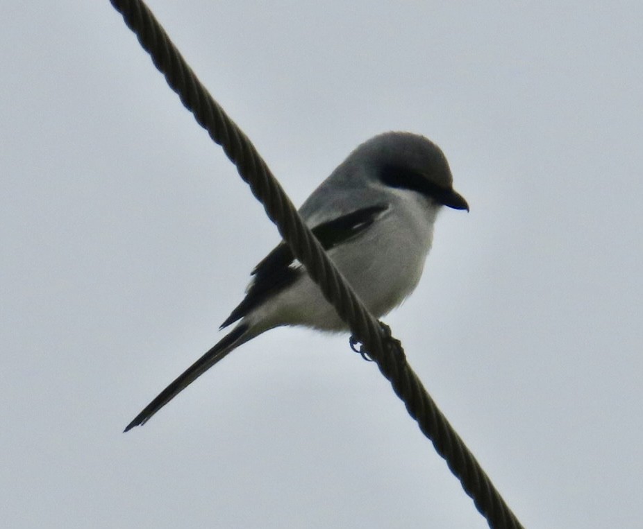 Сорокопуд американський - ML646701687