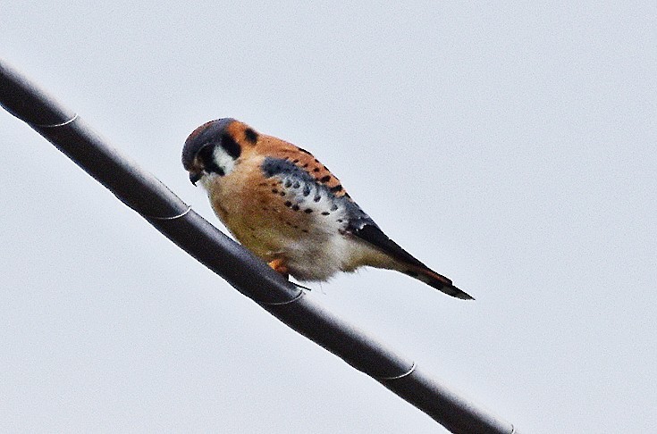 Воробьиная пустельга - ML646701689