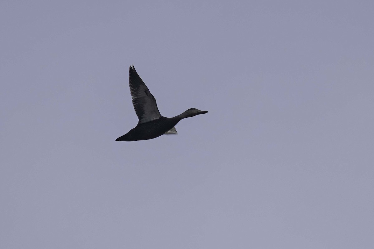 American Black Duck - ML646701690