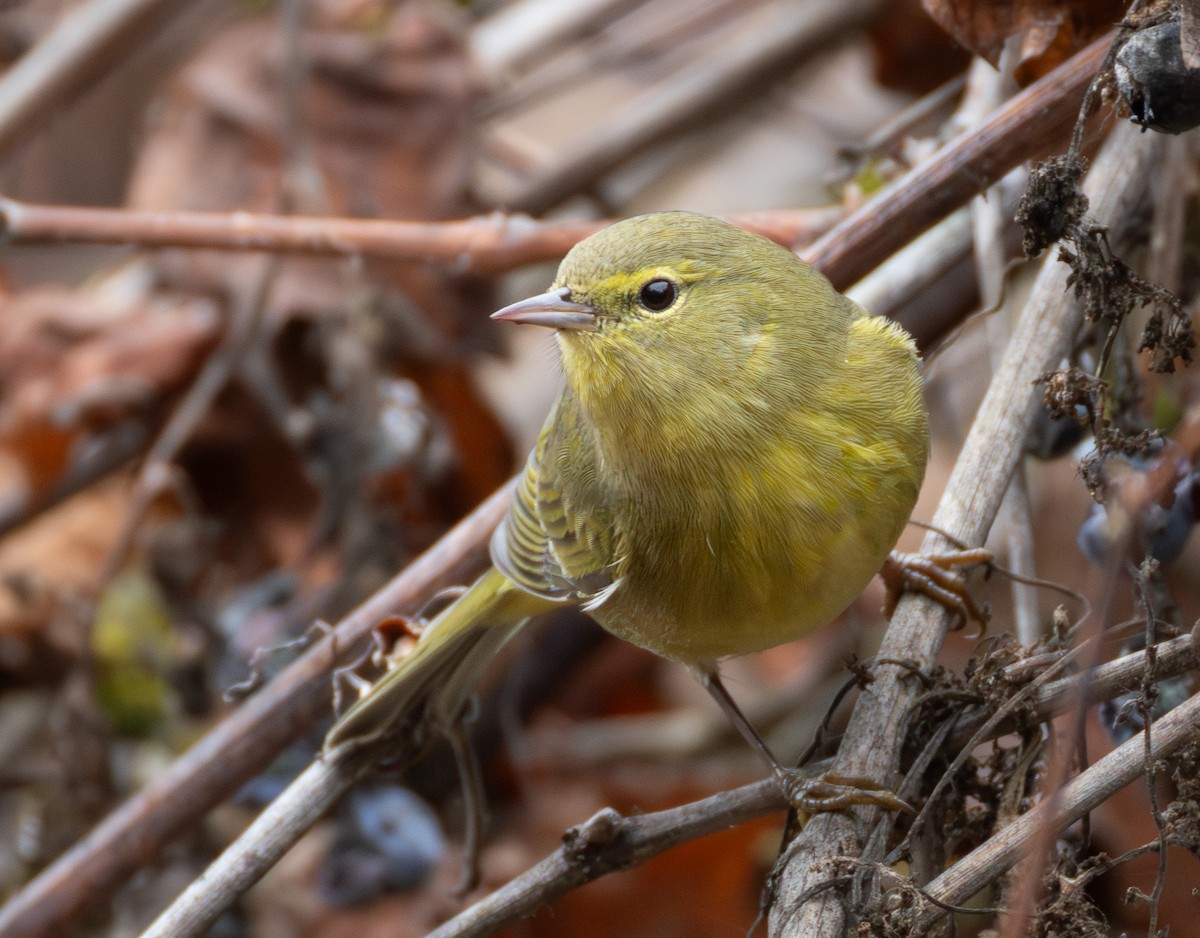 Orange-crowned Warbler - ML646701691