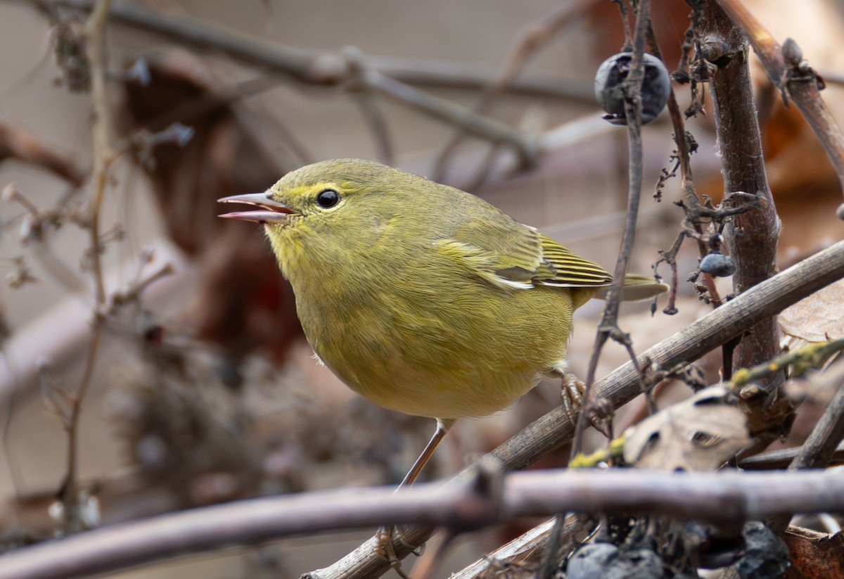 Orange-crowned Warbler - ML646701692