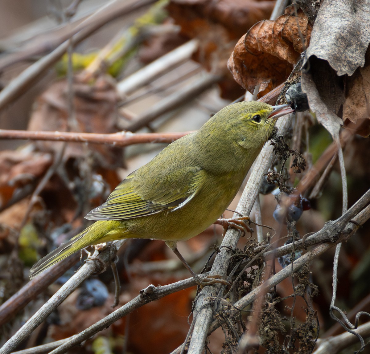 Orange-crowned Warbler - ML646701693