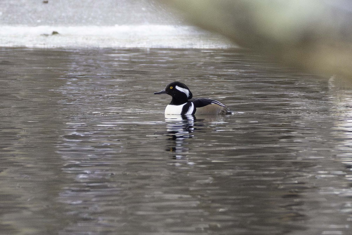 Hooded Merganser - ML646701694