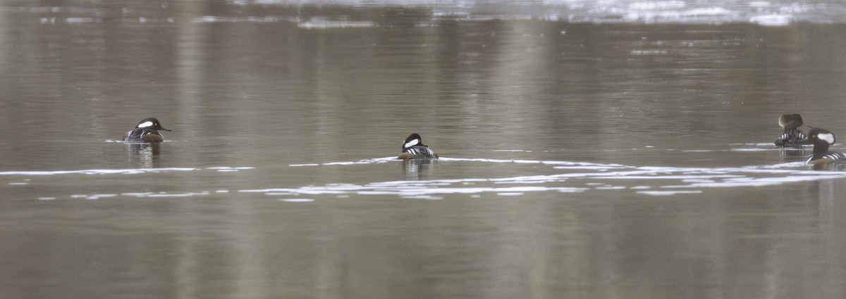 Hooded Merganser - ML646701695