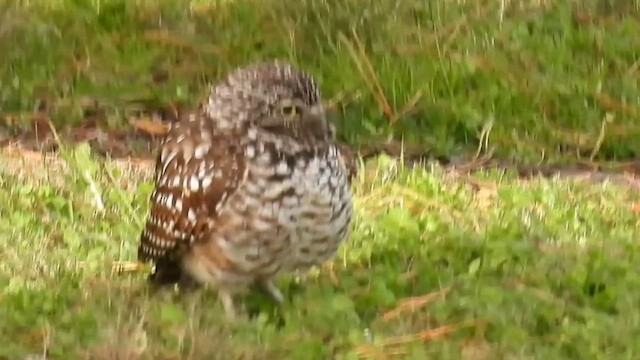 Burrowing Owl - ML646701696
