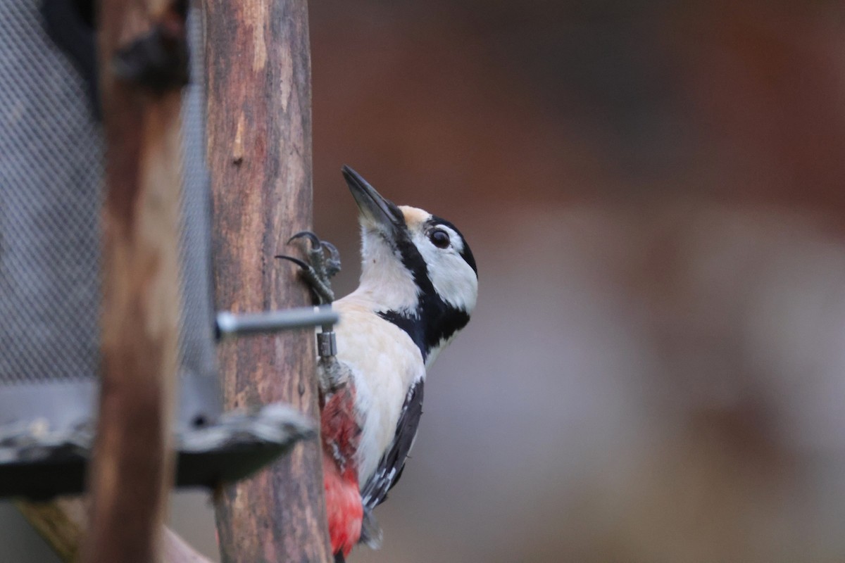 Great Spotted Woodpecker - ML646701698
