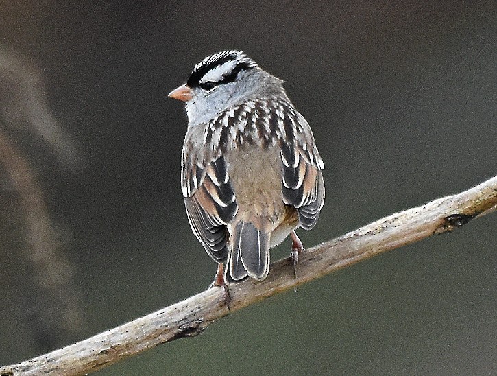 Белобровая овсянка - ML646701700