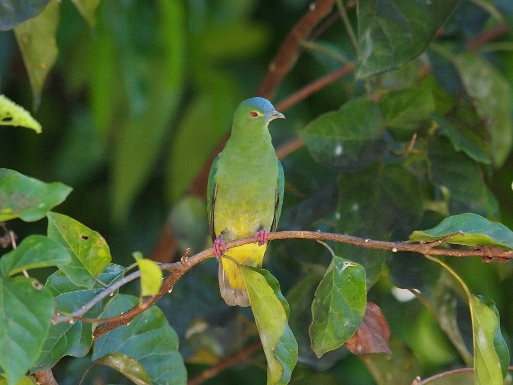 Blue-capped Fruit-Dove - ML646701701