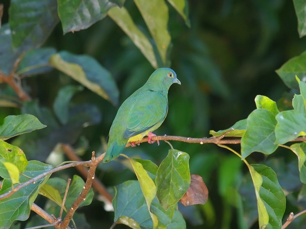 Blue-capped Fruit-Dove - ML646701702
