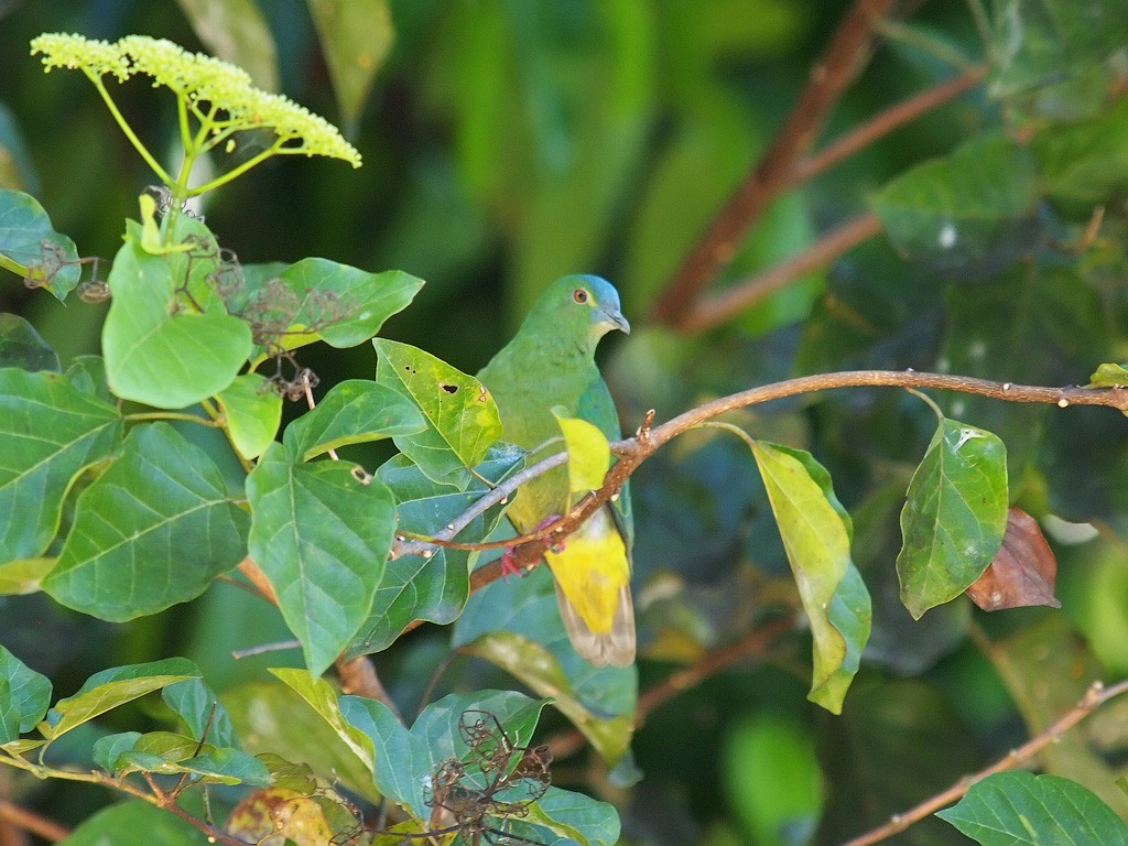 Blue-capped Fruit-Dove - ML646701703