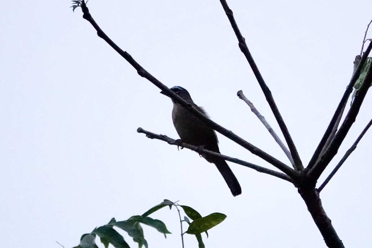 Olive-gray Saltator - ML646701706