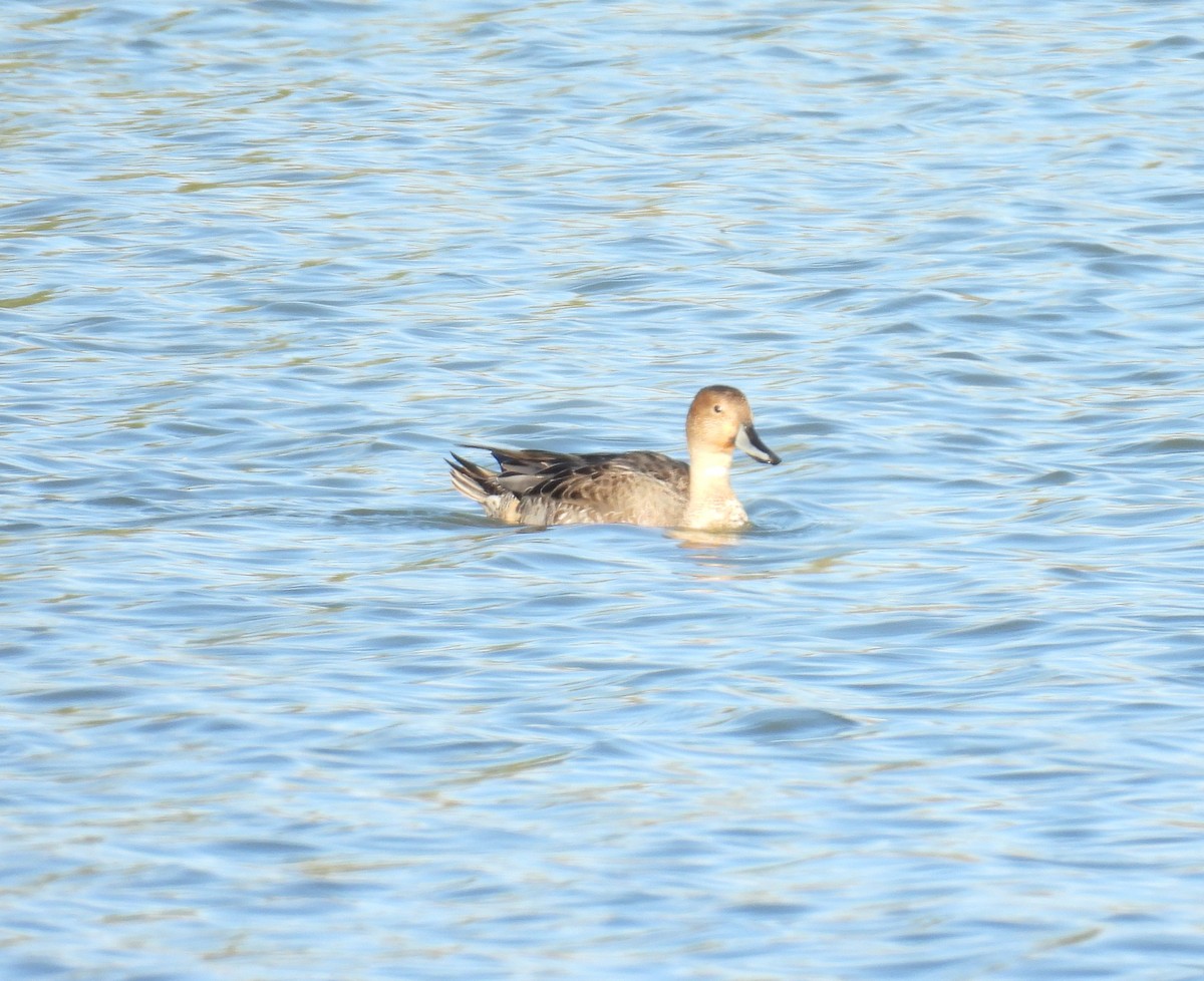 Northern Pintail - ML646701707