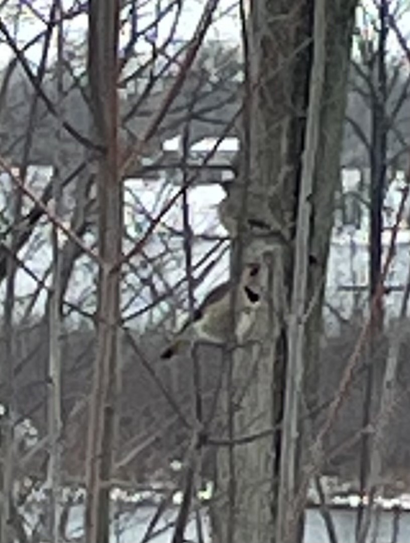 Northern Flicker - ML646701708