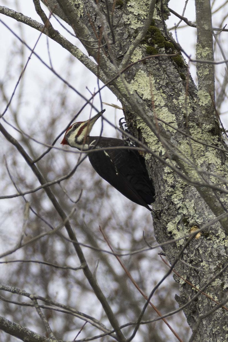 Pileated Woodpecker - ML646701709