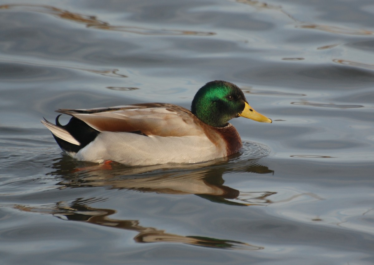 Зэрлэг нугас - ML646701710