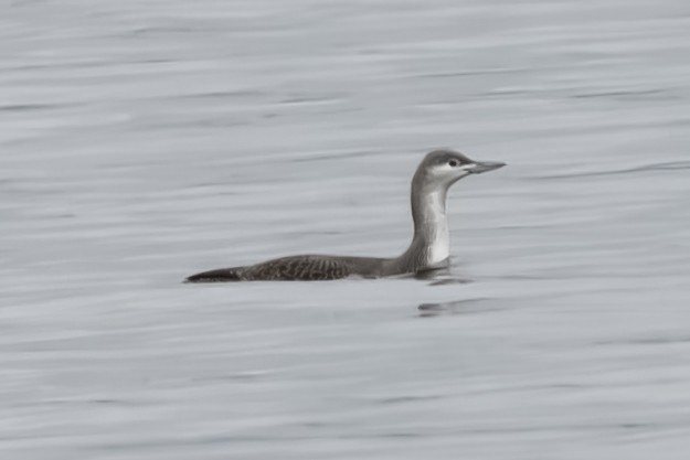 צוללן אדום-גרון - ML646701715