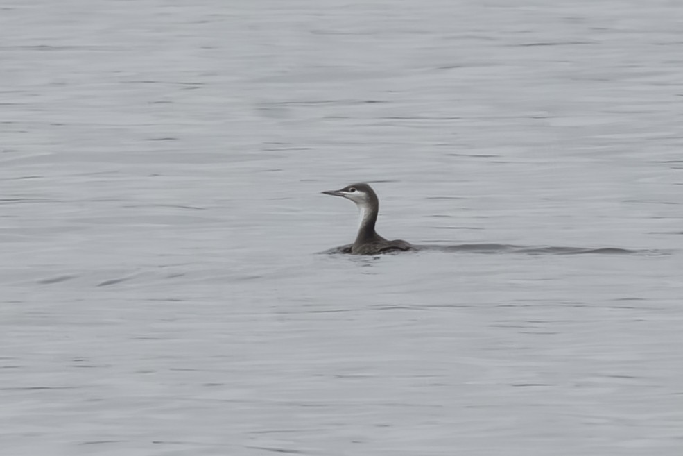 צוללן אדום-גרון - ML646701716
