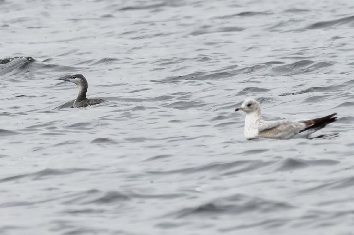 צוללן אדום-גרון - ML646701717