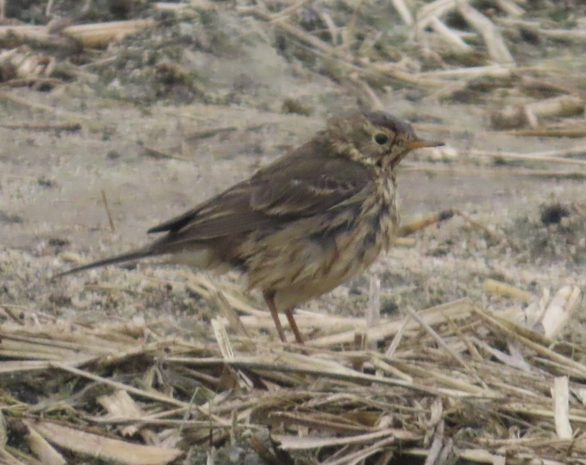 Щеврик американський - ML646701718