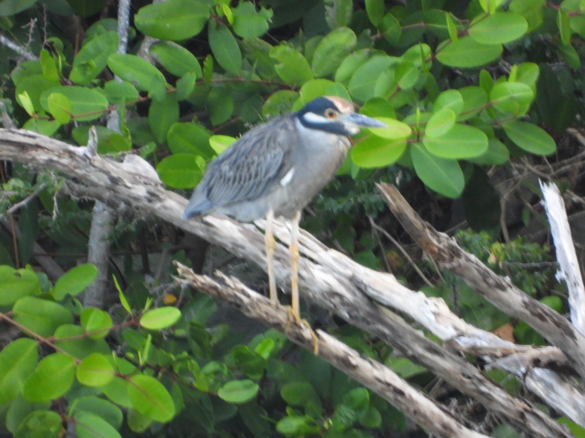 Bihoreau violacé - ML646701719