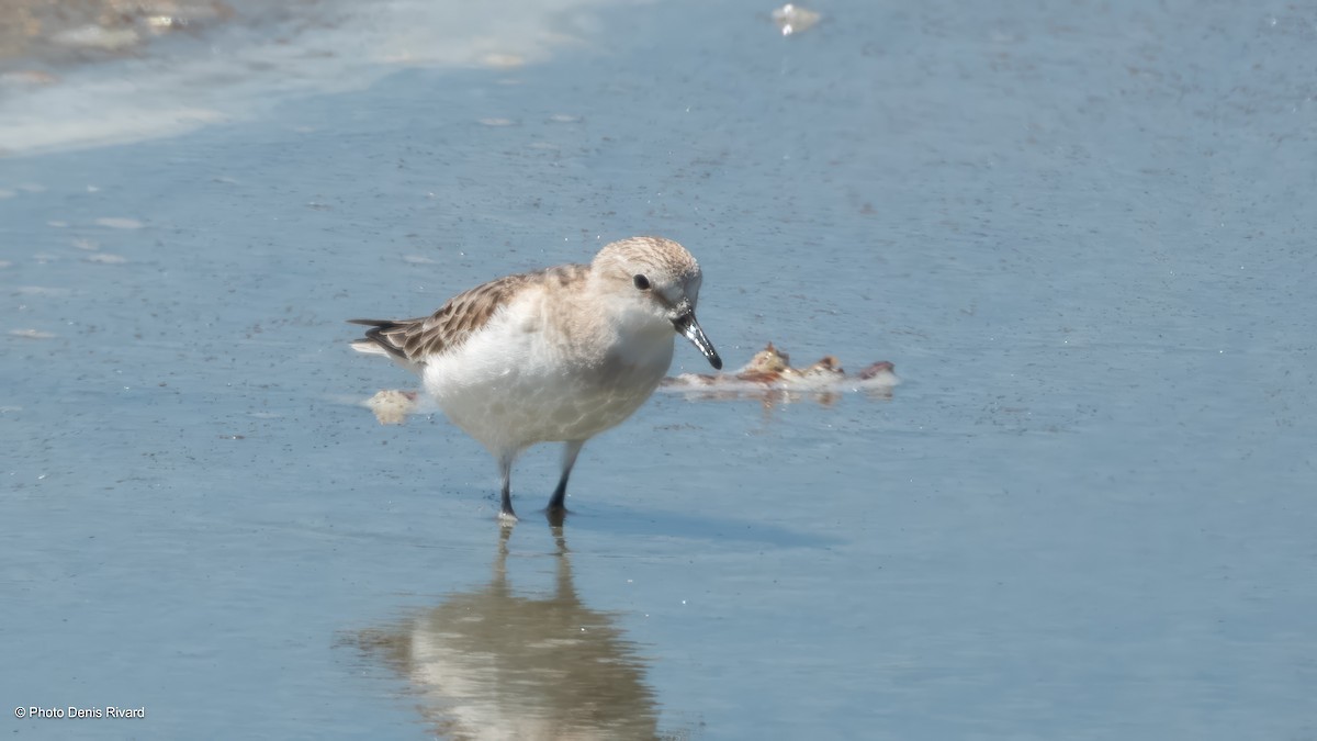 Red-necked Stint - ML646701720