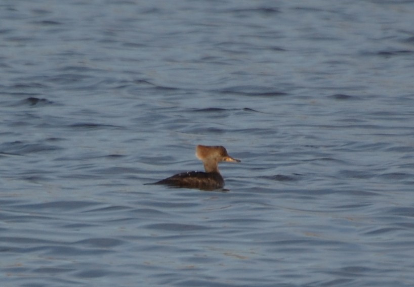 Hooded Merganser - ML646701721