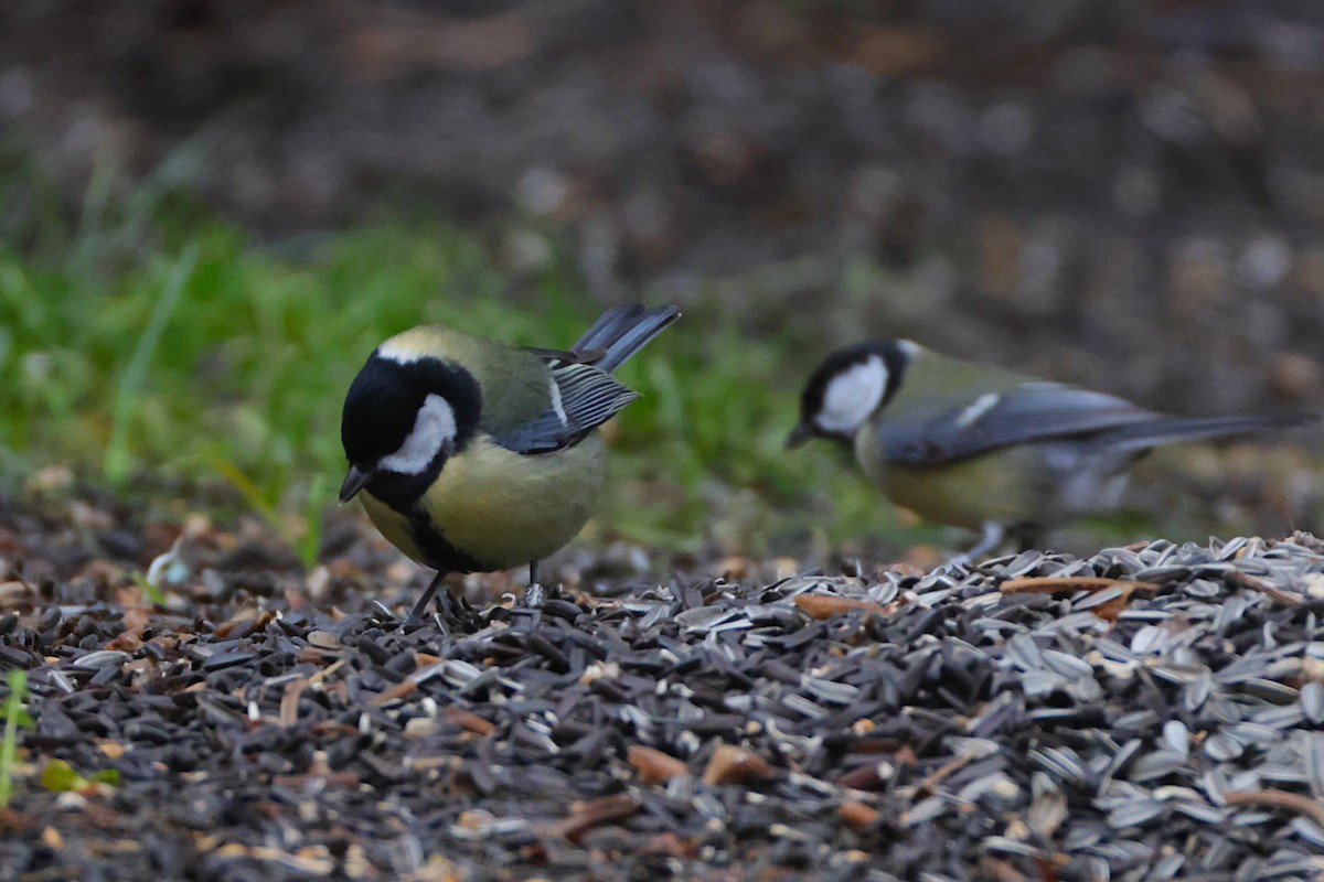 Great Tit - ML646701725