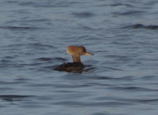Hooded Merganser - ML646701726