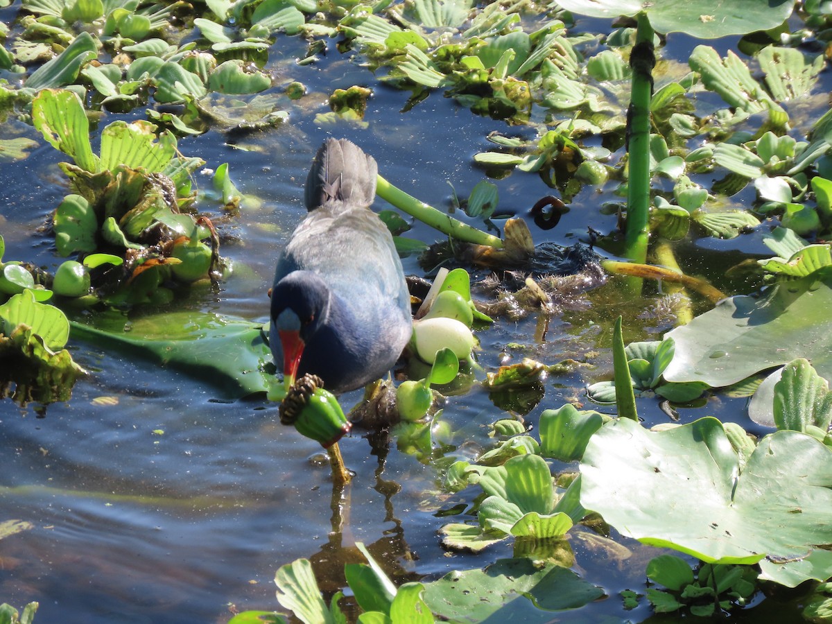 Zwergsultanshuhn - ML646701727