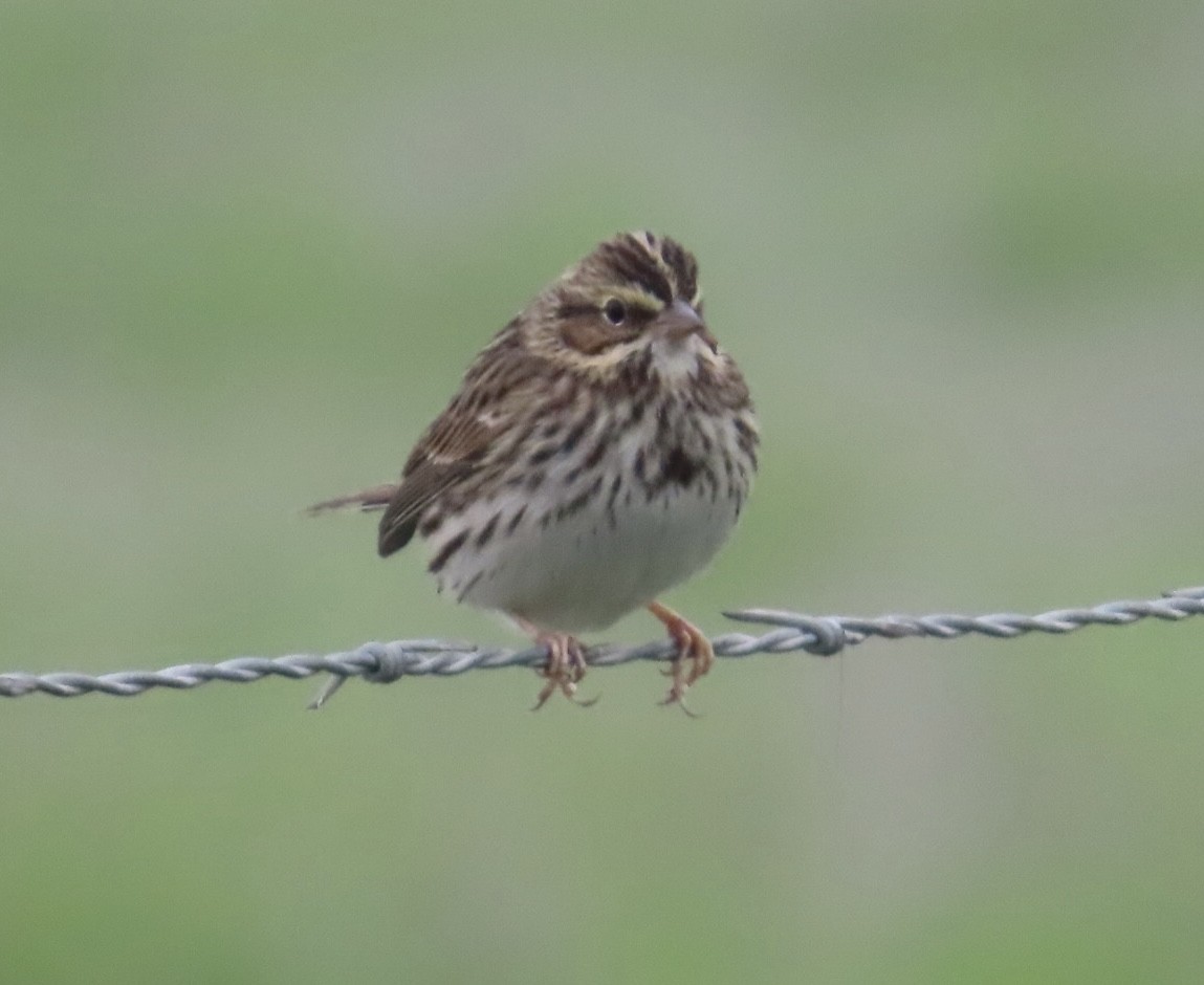 Пасовник савановий - ML646701729