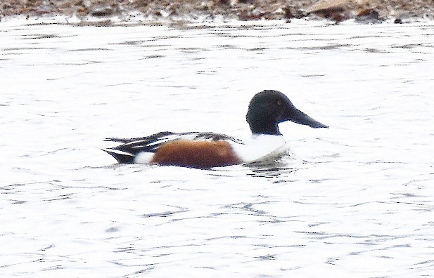 Широконоска - ML646701730