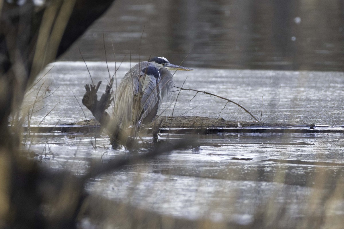 Great Blue Heron - ML646701732