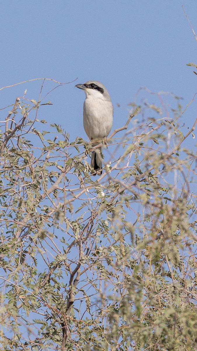 Үнсэн дунхай - ML646701735