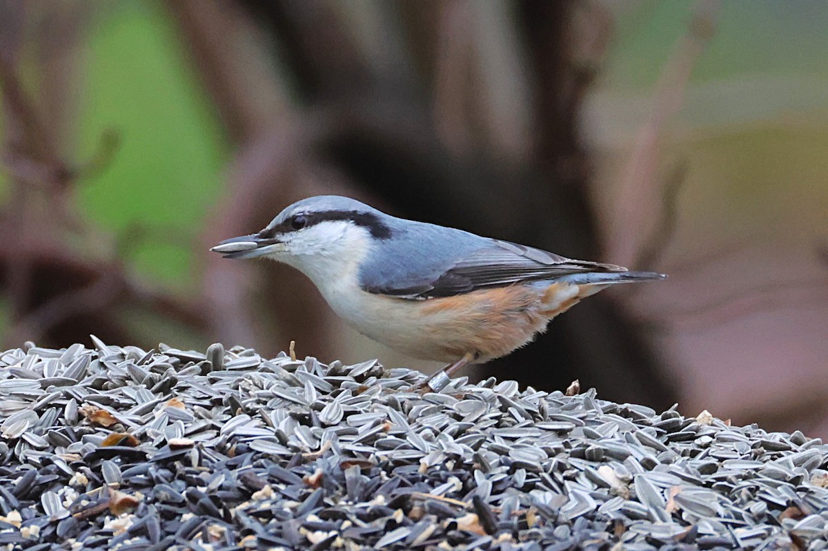 Garrapo eurasiarra - ML646701736