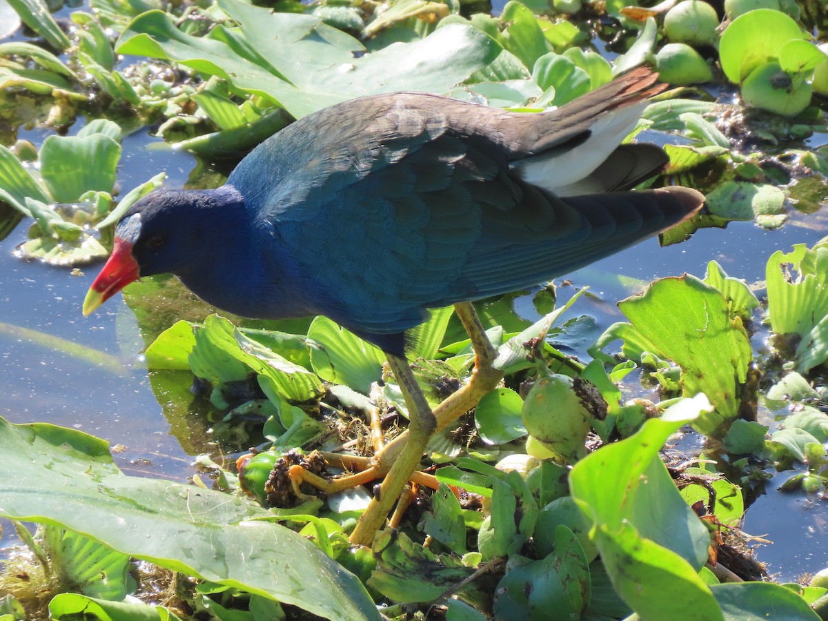 Zwergsultanshuhn - ML646701737