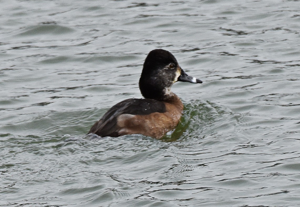 Кольчатая чернеть - ML646701738